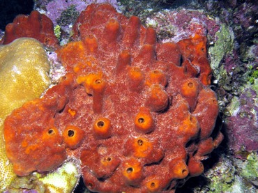 Brown Encrusting Octopus Sponge - Ectyoplasia ferox - Key Largo, Florida