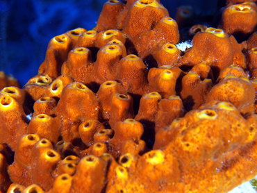 Brown Encrusting Octopus Sponge - Ectyoplasia ferox - Cozumel, Mexico