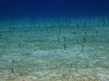 Brown Garden Eel - Heteroconger longissimus - Turks and Caicos