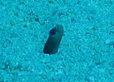 Brown Garden Eel - Heteroconger longissimus - Turks and Caicos