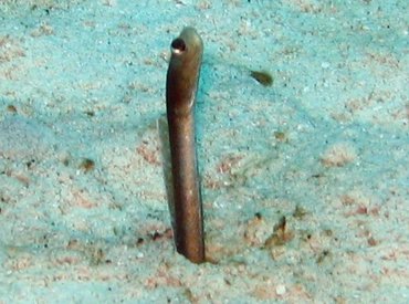 Brown Garden Eel - Heteroconger longissimus - Nassau, Bahamas