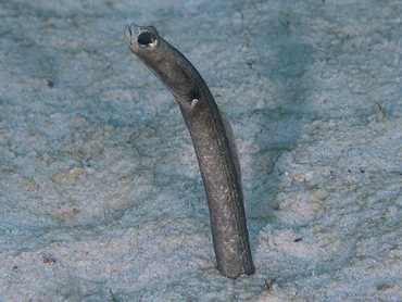 Brown Garden Eel - Heteroconger longissimus - Turks and Caicos