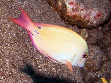 Brown Surgeonfish - Acanthurus nigrofuscus - Big Island, Hawaii