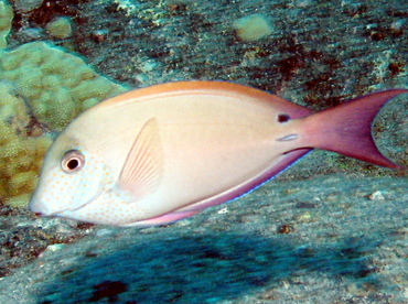 Brown Surgeonfish - Acanthurus nigrofuscus - Big Island, Hawaii