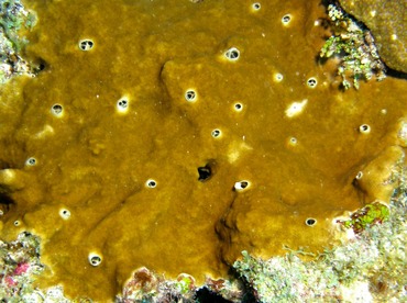 Brown Variable Sponge - Cliona varians - Belize