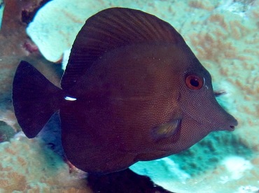 Brushtail Tang - Zebrasoma scopas - Yap, Micronesia