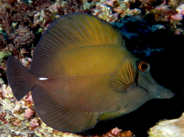 Brushtail Tang - Zebrasoma scopas - Fiji