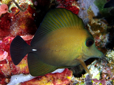 Brushtail Tang - Zebrasoma scopas - Palau