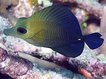 Brushtail Tang - Zebrasoma scopas - Great Barrier Reef, Australia