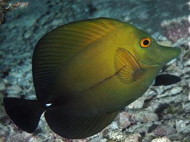 Brushtail Tang - Zebrasoma scopas - Rangiroa, French Polynesia