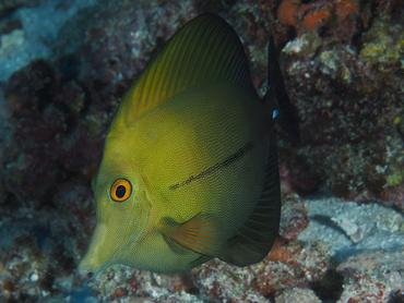 Brushtail Tang - Zebrasoma scopas - Rangiroa, French Polynesia