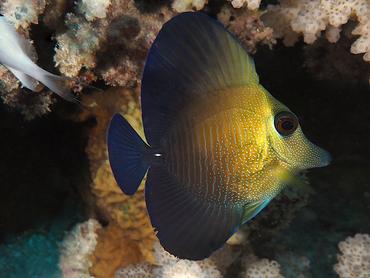 Brushtail Tang - Zebrasoma scopas - Moorea, French Polynesia