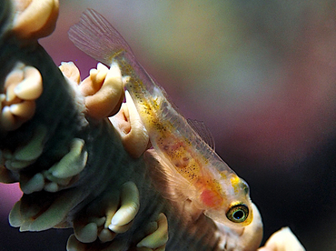 Translucent Coral Goby - Bryaninops erythrops - Wakatobi, Indonesia