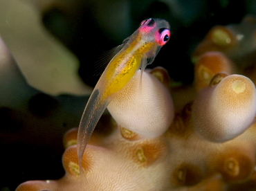 Pinkeye Goby - Bryaninops natans - Anilao, Philippines