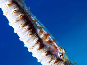 Wire Coral Goby - Bryaninops yongei - Fiji