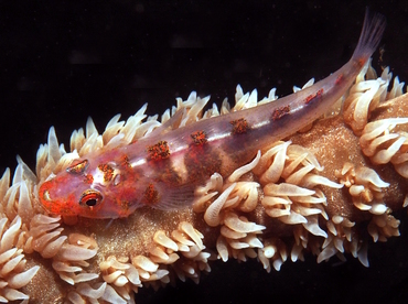 Wire Coral Goby - Bryaninops yongei - Anilao, Philippines