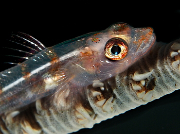 Wire Coral Goby - Bryaninops yongei - Palau