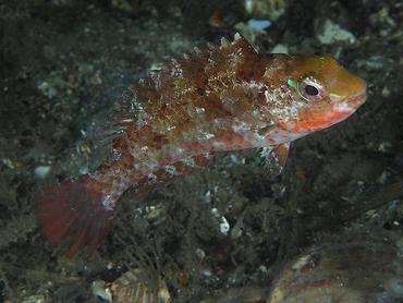 Bucktooth Parrotfish - Sparisoma radians - Blue Heron Bridge, Florida