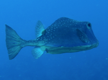 Buffalo Trunkfish - Lactophrys trigonus - Belize