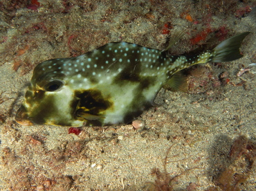 Buffalo Trunkfish - Lactophrys trigonus - Palm Beach, Florida