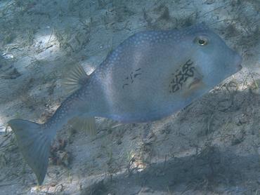 Buffalo Trunkfish - Lactophrys trigonus - Blue Heron Bridge, Florida