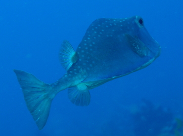 Buffalo Trunkfish - Lactophrys trigonus - Belize