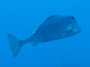 Buffalo Trunkfish - Lactophrys trigonus - Belize