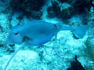 Buffalo Trunkfish - Lactophrys trigonus - Belize