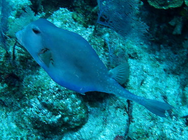 Buffalo Trunkfish - Lactophrys trigonus - Belize