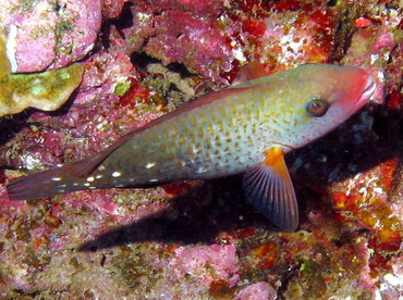 Pacific Bullethead Parrotfish - Chlorurus spilurus - Lanai, Hawaii