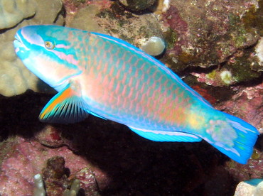 Pacific Bullethead Parrotfish - Chlorurus spilurus - Lanai, Hawaii