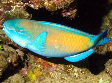 Pacific Bullethead Parrotfish - Chlorurus spilurus - Lanai, Hawaii