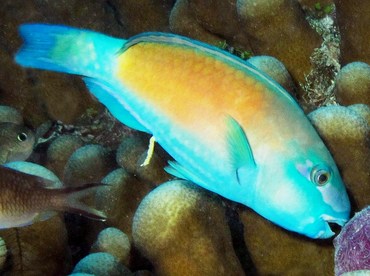 Bullethead Parrotfish - Chlorurus spilurus - Palau