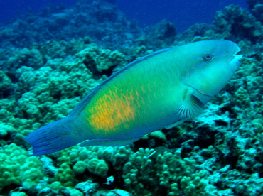 Bullethead Parrotfish - Chlorurus spilurus - Big Island, Hawaii