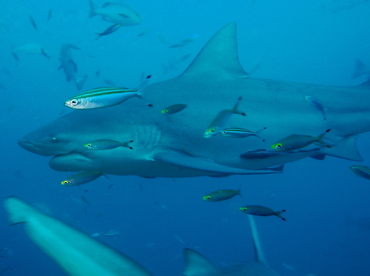 Bull Shark - Carcharhinus leucas - Fiji