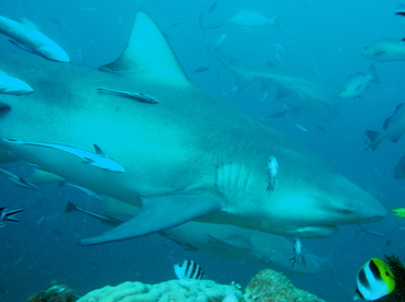 Bull Shark - Carcharhinus leucas - Fiji