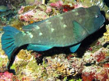 Green Humphead Parrotfish - Bolbometopon muricatum - Palau