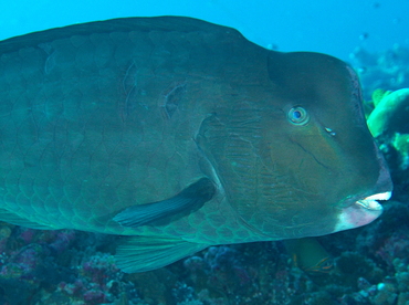 Green Humphead Parrotfish - Bolbometopon muricatum - Palau