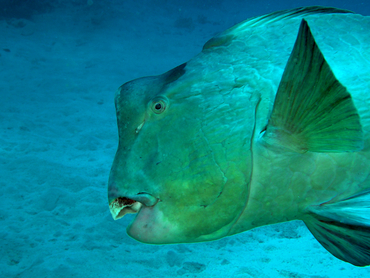 Green Humphead Parrotfish - Bolbometopon muricatum - Great Barrier Reef, Australia