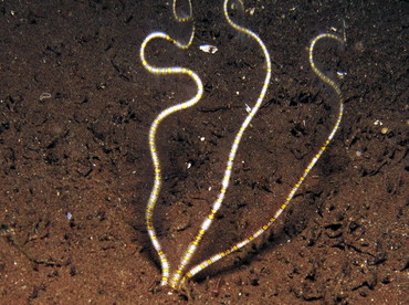 Burrowing Brittle Stars -  - Dumaguete, Philippines