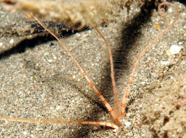 Burrowing Brittle Stars -  - Anilao, Philippines