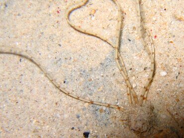 Burrowing Brittle Stars -  - Bonaire