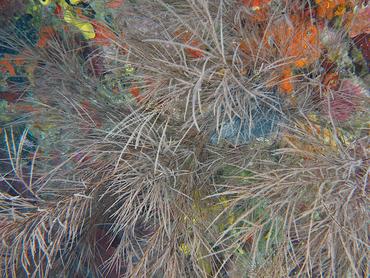 Bushy Black Coral - Antipathes caribbeana - British Virgin Islands