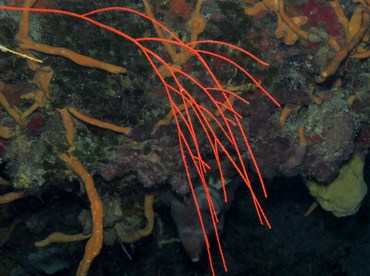 Bushy Sea Whip - Ellisella schmitti - Cozumel, Mexico