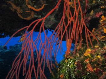 Bushy Sea Whip - Ellisella schmitti - Cozumel, Mexico