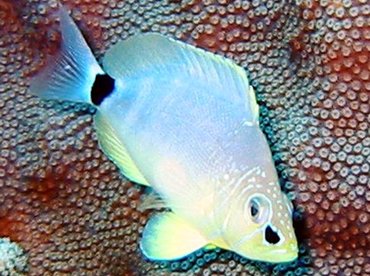 Butter Hamlet - Hypoplectrus unicolor - Cozumel, Mexico