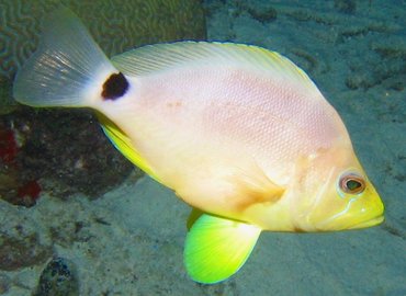 Butter Hamlet - Hypoplectrus unicolor - Bonaire