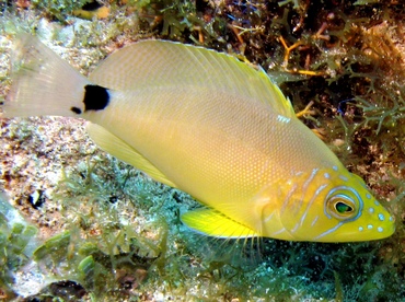 Butter Hamlet - Hypoplectrus unicolor - Key Largo, Florida