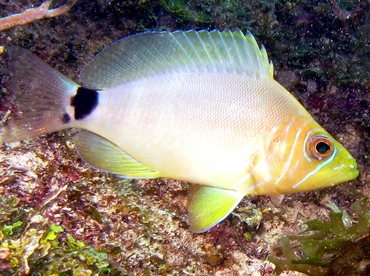 Butter Hamlet - Hypoplectrus unicolor - Key Largo, Florida