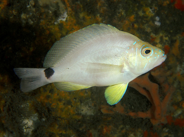 Butter Hamlet - Hypoplectrus unicolor - Blue Heron Bridge, Florida